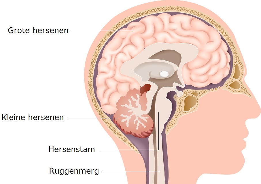 Anatomie van de hersenen: grote hersenen, kleine hersenen, hersenstam, ruggenmerg
