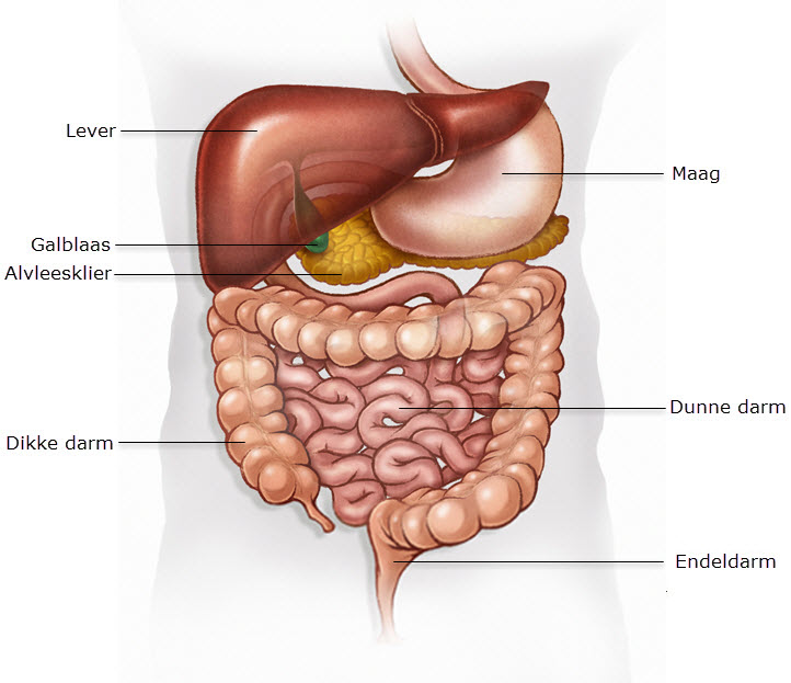 De darmen: dunne darm en dikke darm - Slingeland Ziekenhuis