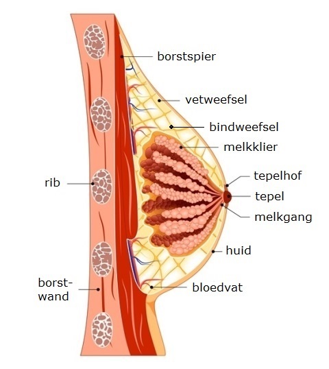 Zij-aanzicht van de borst met anatomische uitleg