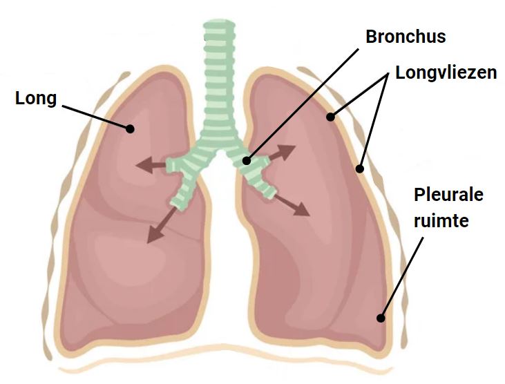gezonde longen anatomie